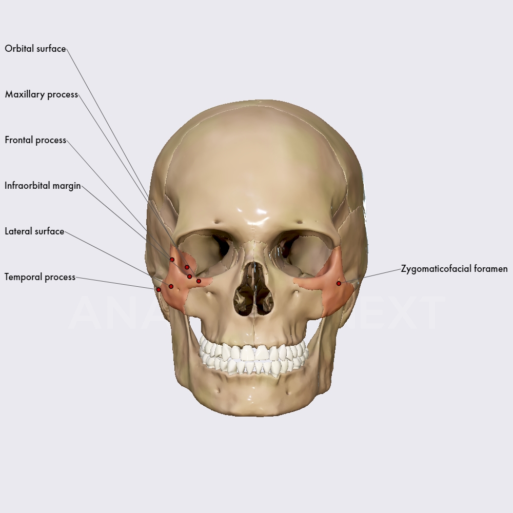 Zygomatic Bone Skull Head And Neck Anatomyapp Learn Anatomy 3d Models Articles And 3377